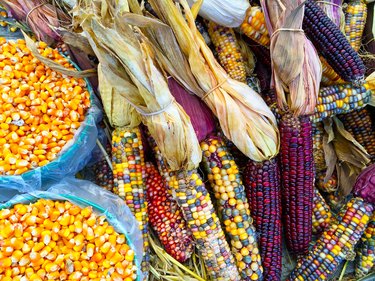 Variety of colorful corn