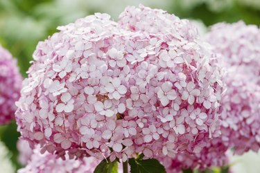 Smooth Hydrangea (Hydrangea arborescens) pink