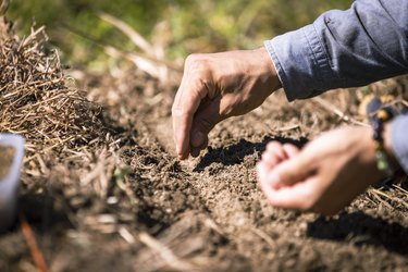 A farmer tilling the soil and planting carrot seeds in an organic field.