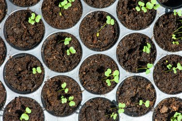 Saplings in plastic trays