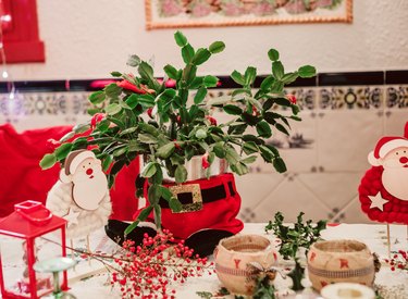 Beautiful Christmas Cactus in Full Bloomin a christmas table setting