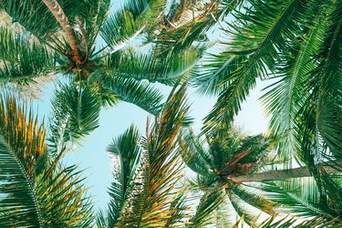 Background summer tropical, Coconut tree at tropical coast, Low angle view.