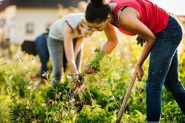 Group Of Urban Farmers Helping Each Other Maintain Small Organic Crop