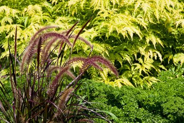 Purple Fountain Grass with Parsley and Elderberry