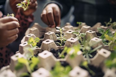 Planting Seeds in an Egg Carton