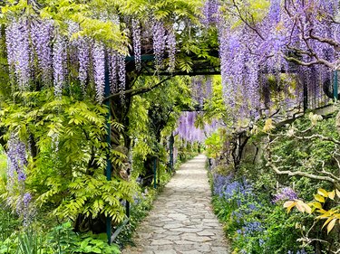 The great garden wisteria blossoms in bloom. Wisteria alley in blossom in a spring time. Germany, Weinheim, Hermannshof garden