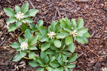 Pachysandra Blooming In Spring