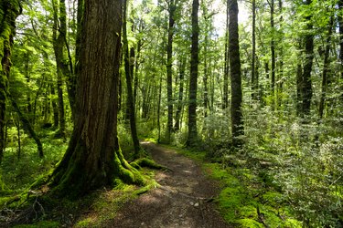 The beautiful and lush forest of the Great Walk Kepler trail