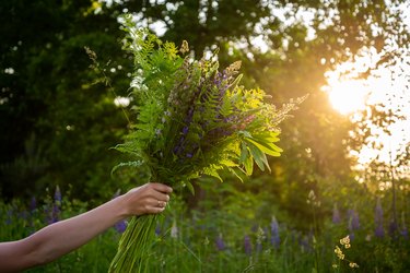 Woman hand holding a bouquet of midsummer themed flowers. Fern, lupine and other meadow flowers with golden backlighting from the Sun, creating bokeh bubbles. Shallow depth of field.