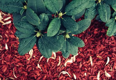 A plant with beautiful green leaves and red bark mulch