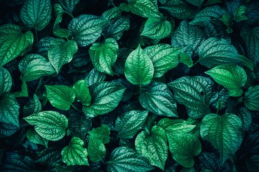 Green Leaves Pattern Background, Natural Lush Foliages of Leaf Texture Backgrounds.