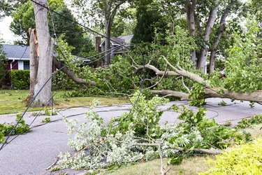 Electric wires torn down by a tree that fell during Tropical Storm Isaias