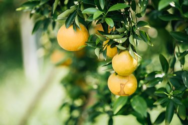 Bunch of ripe oranges hanging on a orange tree