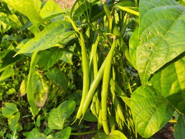 Green beans in the plants.