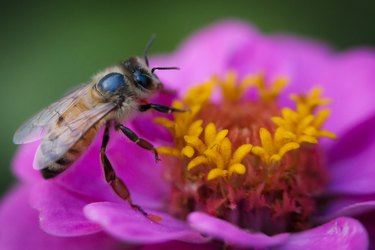 A Western Honey Bee on a Common Zinnia flower in Highland Park, Illinois.