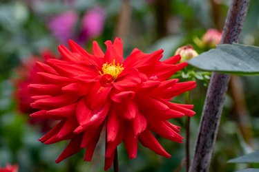 Beautiful red dahlia flowers blooming in the autumn garden