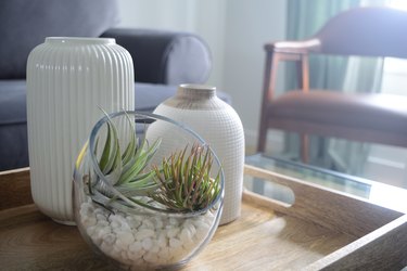 Indoor Air plant