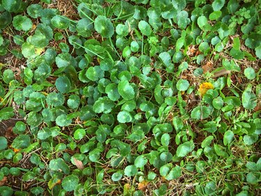 Dollarweed in grass