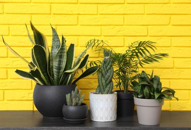Different houseplants on black wooden table near yellow brick wall. Interior design