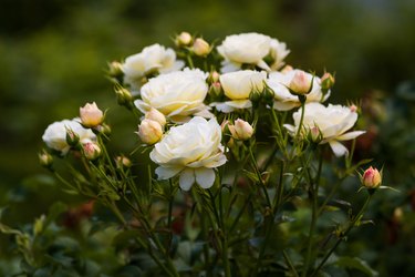 Bush of white roses in the summer garden