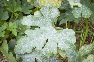 Powdery mildew on leaves of a courgette (zucchini) plant, UK