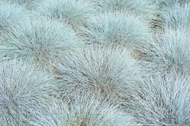Blue fescue grass (Festuca glauca)