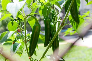 Jalapeno pepper planting tree behind fence