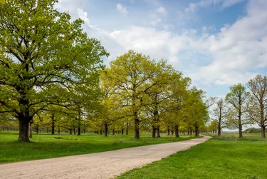 Oak grove with a road going into the distance. Spring landscape