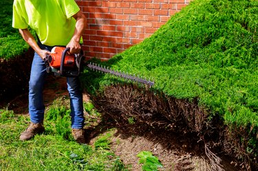 Professional gardner dressed with safety an hedge using trimmer