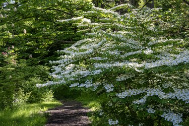 Japanese Snowball Bush