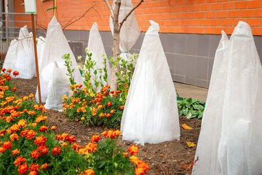Selective and soft focus of fruit trees wrapped in a special white covering material for the garden
