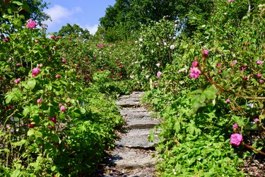 Rock pathway in rose garden