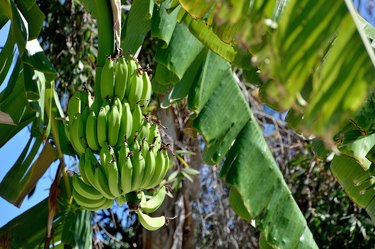 Reunion Island, banana diet on a banana tree.