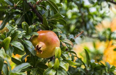 Ripe pomegranate hanging on branch