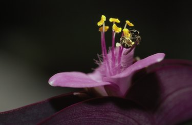 Bee gathering pollen from a Tradescantia pallida blossom