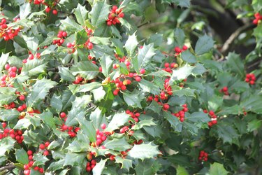 American Holly (Ilex opaca)