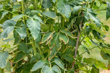 Tomato plant with brown and yellow leaf wilting. Garden, plant health and gardening problems concept