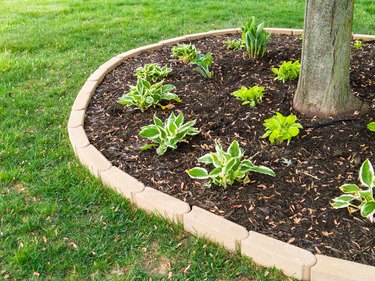 Freshly planted hostas seedlings around a tree