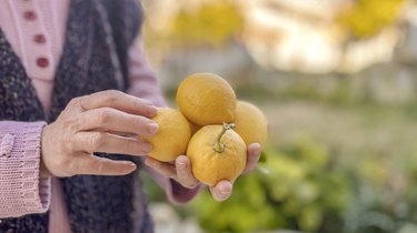 Senior hands holding lemon