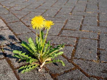 Dandelion weed control on a patio