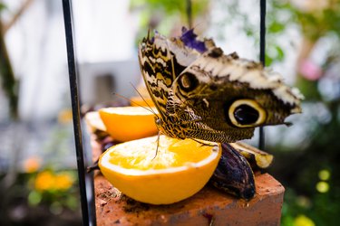Owl Butterfly feeding on sweet orange segment