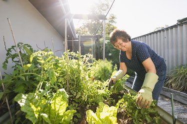 Growing Vegetables at Home