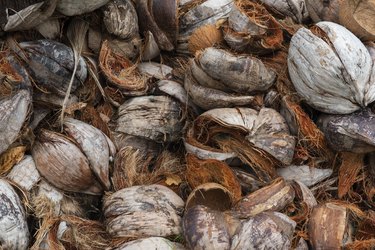 Coconut Husks