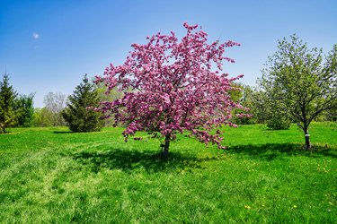 Crab apple trees with pink blossoms in bloom