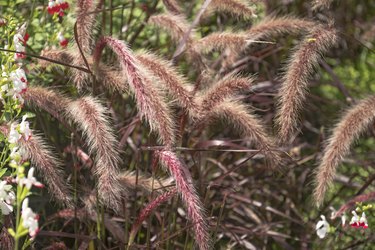 Pennisetum setaceum 'Rubrum' (Purple Fountain Grass)