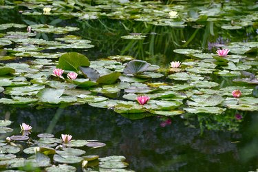 Close up of a water lily