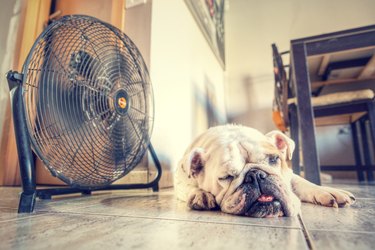 Dog on floor next to fan