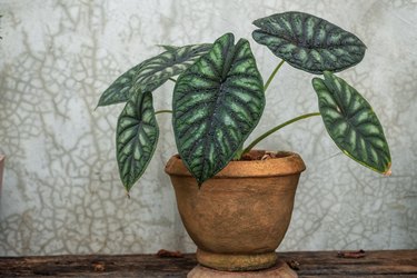 Alocasia dragon scale, houseplant in flower pot on table