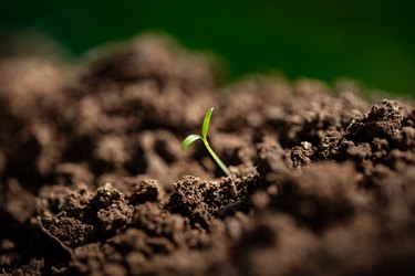 Tiny sprout just emerged from fertile dirt