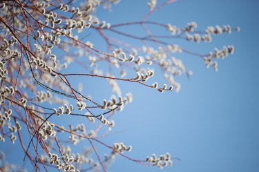 Salix caprea willow tree against blue sky
